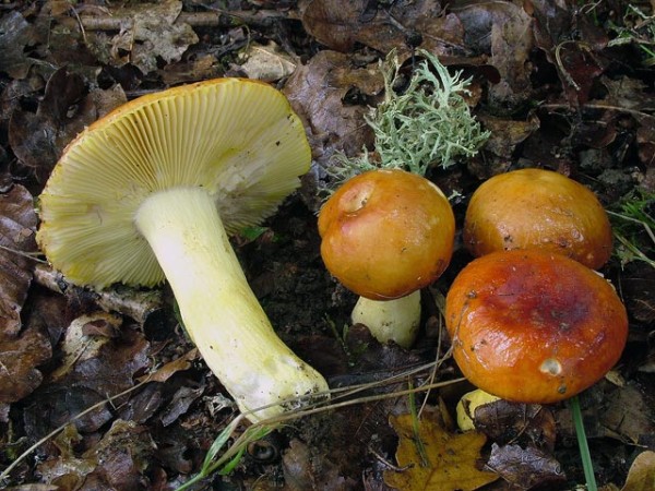  Image name: russula_aurea4.jpg 
 width: 600 pixel 
 height: 450 pixel 
 Size: 101823 bytes 
 Click to enlarge 